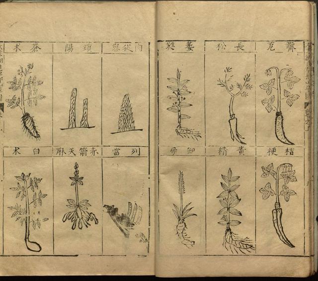 本草纲目全书带图，李时珍本草纲目全书（李时珍著《本草纲目》附图卷）