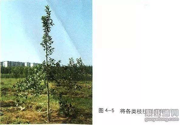 苹果树修剪技术，苹果树修剪技巧（苹果树“傻瓜式”修剪技术）