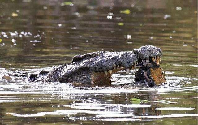 乌龟最怕的三个东西，乌龟怕的三个东西（乌龟最致命的天敌）