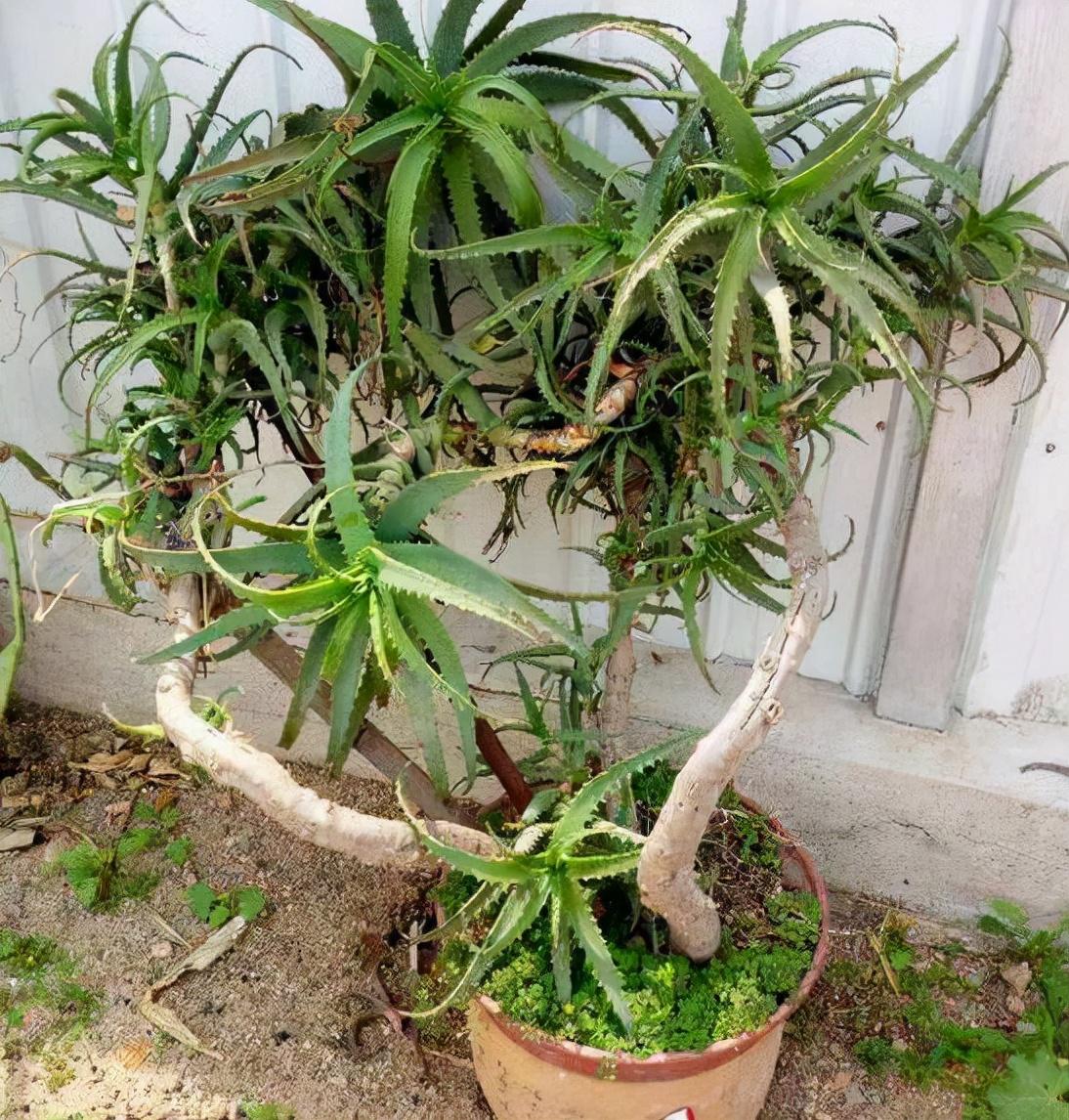 懒人一定要养这5种花(一个月不浇水也死不了,多