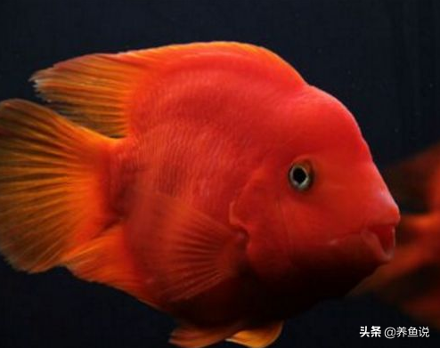 鱼出现白点病最简单的治疗，观赏鱼白点病怎么治（观赏鱼白点病不可怕）