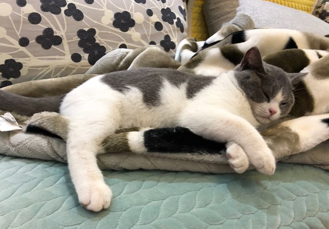 狗狗被阉他自己知道吗，狗狗绝育后会不会性情大变（给宠物做了绝育，它会不会知道）