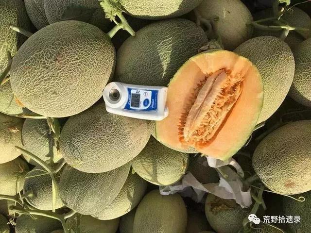 哈密瓜的品种有，哈密瓜最好的品种是什么（甜瓜分类及新疆甜瓜）