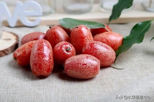 醋柳果的功效与作用，醋柳果的功效与作用及禁忌（国内有哪些小众特色水果）