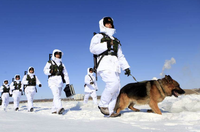 怎么领养退役的军犬警犬，如何领养退役军犬警犬（退役后的军犬怎么安置了）