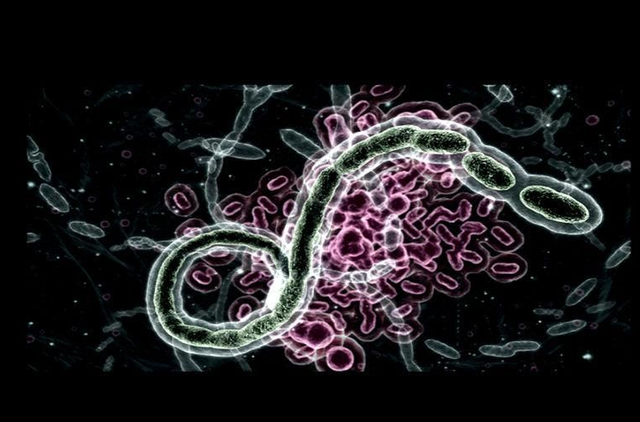 生化危机中的病毒有哪些，《生化危机》中的悲剧——维罗尼卡病毒详解