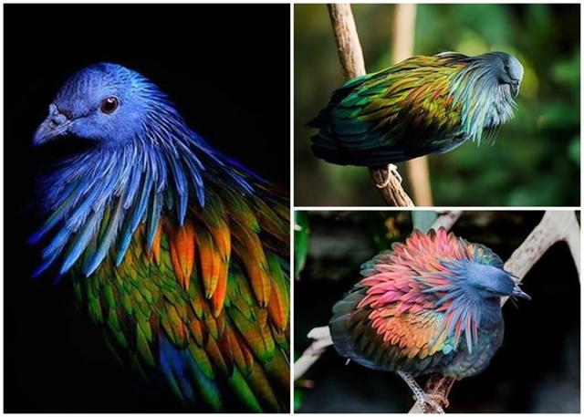 世界鸽子品种大全，地球最美鸽子大全