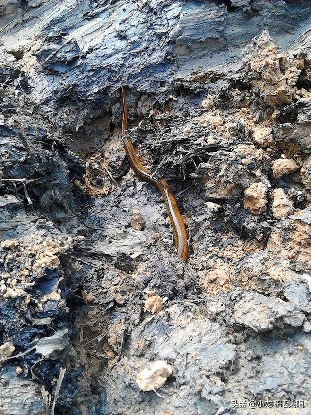 望月鳝和黄鳝的区别图片，黄鳝和望月鳝如何鉴别（只不过是缺氧了冒个头而已）