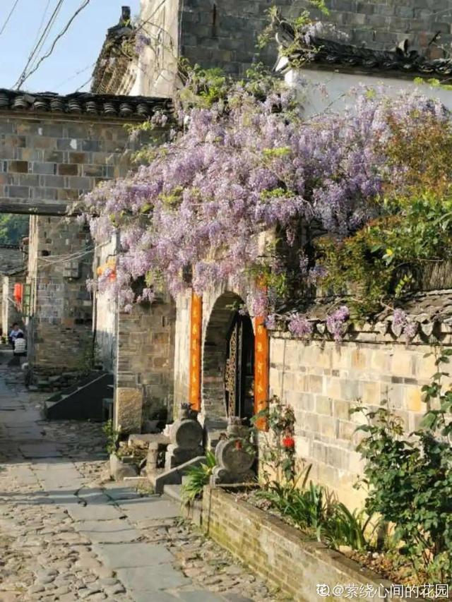 一梦两三年一花一世界网名，一梦两三年一花一世界微信昵称（千年的紫藤树···5种花越老越值钱）