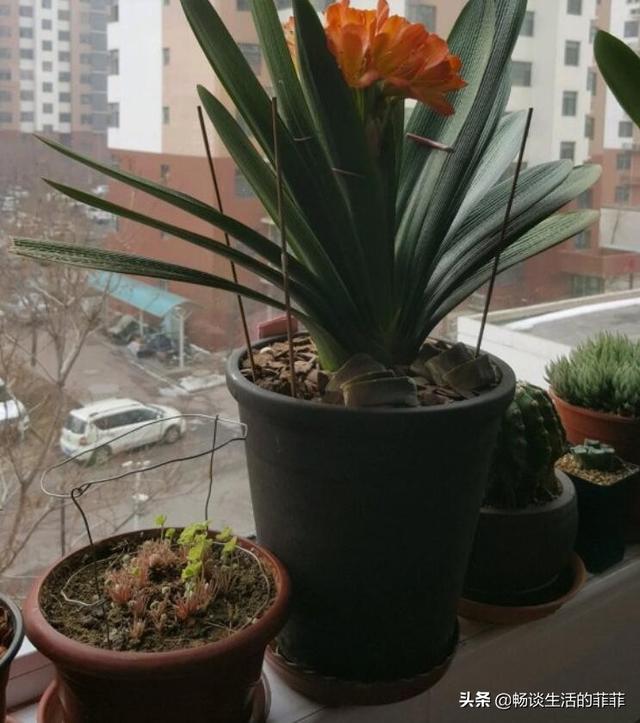 君子兰换土能用旧土吗，用君子兰专用土给君子兰换土可以吗（君子兰的换土方法）