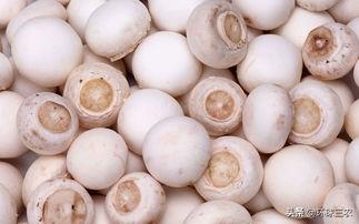 食用菌栽培技术，食用菌栽培技术与管理（食用菌市场大火，种植却不专业）