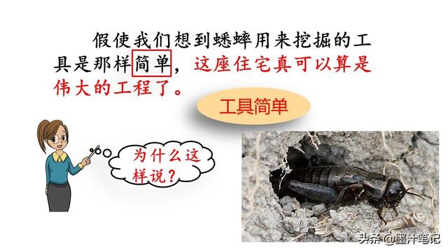 蟋蟀的住宅指的是什么，蟋蟀的住宅 是指什么（第三单元《蟋蟀的住宅》课文讲析）
