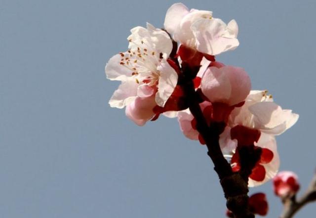 一年四季的花有几种花语，不同颜色寓意也不一样