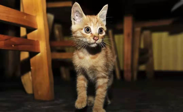 猫肉能吃吗，猫肉能吃吗,有什么禁忌（李时珍说猫肉不佳）