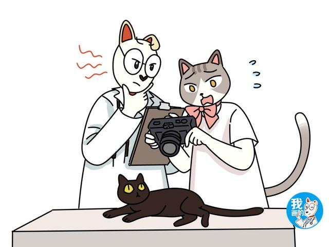 猫咪听不得的四种声音，高音调的声音竟会导致猫咪癫痫