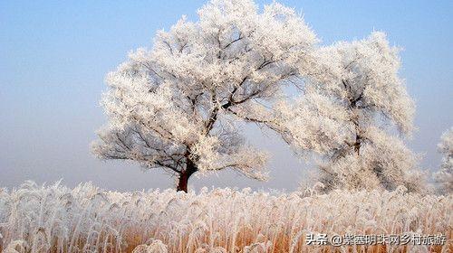 雾凇岛什么时候有雾凇，吉林省吉林市雾凇岛什么时候有雾凇（能看到雾凇的几率就是这么大）