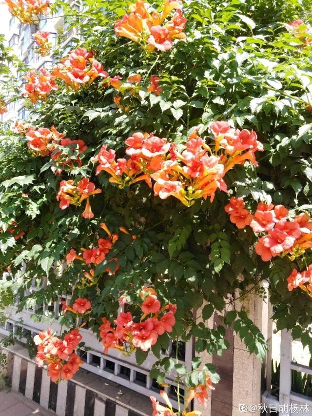 紫薇花什么季节开花，紫薇什么时候开花（温度高也不休眠）