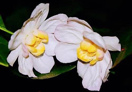 夏腊梅，美国夏腊梅，这种国家珍稀花正是结果期（美国夏腊梅什么价格）