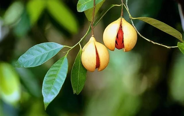 豆蔻是什么，“豆蔻年华”中的豆蔻是哪一种豆蔻（酸梅汤里面肉豆蔻是什么）