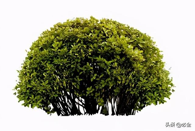 蓬径和冠幅有什么区别，冠径和冠幅是什么意思（这份图文并茂的强烈建议收藏）