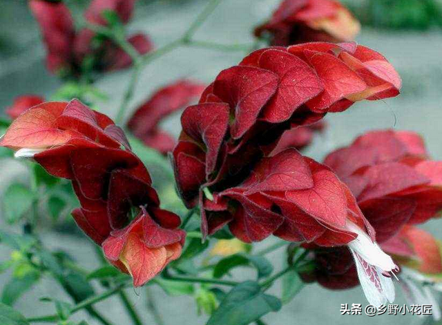 虾衣花怎么养，种植虾衣花有什么好处（这种外形酷似龙虾的家伙着实让人喜爱——虾衣花）