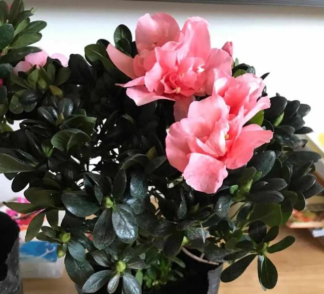 如何养好比利时杜鹃，如何养好比利时杜鹃品种（经验少的朋友别入“坑”）