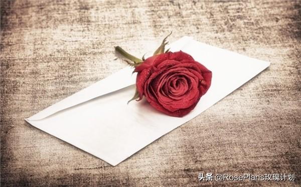 送花贺卡的情话，情人节送花贺卡简短情话（给女朋友的道歉送花祝福语）