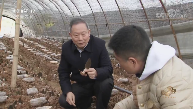 羊肚菌栽培技术，羊肚菌的种植方法和栽培技术是什么（亩产最高1000斤）