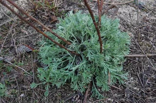 野菜白蒿的种植方法