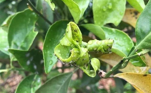 怎样防治蜗牛蛞蝓，怎么防治蜗牛 请问（用它浇水就能“治病”）