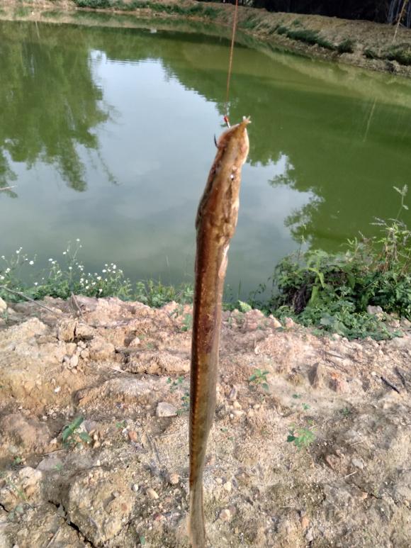 比如在广东,福建的鱼市里,新鲜的蛇鳅一般要几十元一斤,而在江浙的