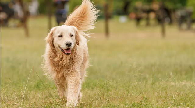 比较好养的小型犬，十大最适合新手养的小型犬（主人应该选什么样的狗狗）