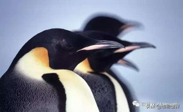 企鹅都有哪几种分别生活在哪里呢，企鹅都有哪些（详解世界上的18种企鹅<一>）