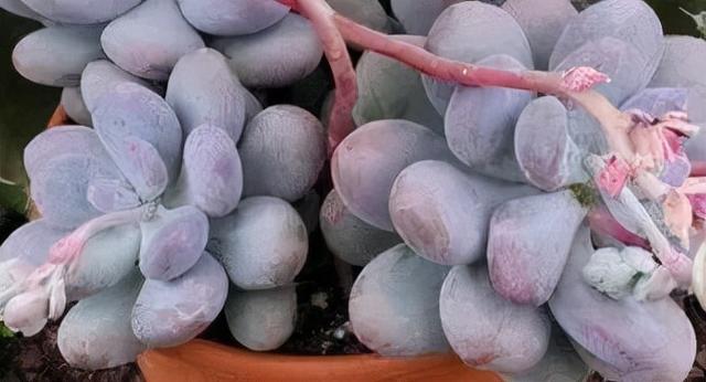 多肉十大美人系列，十大漂亮多肉（盘点盘点多肉界的“美人”们）