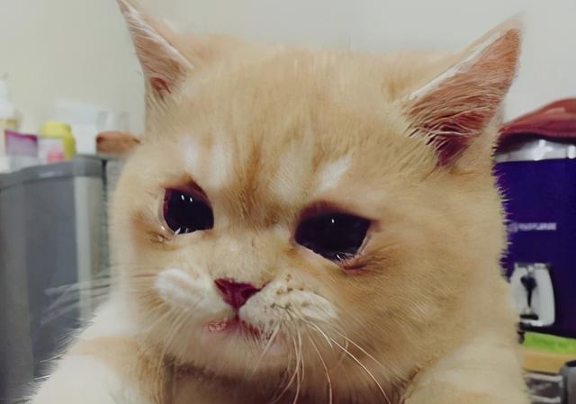 伤心流泪猫猫头图片