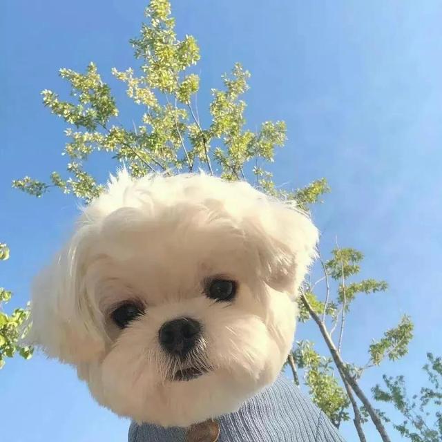 “萌宠/动物/猫咪/狗子/搞怪头像”微信，软锦：“萌宠/动物/猫咪/狗子/搞怪头像”（可爱搞怪萌宠小狗头像）