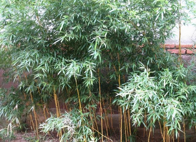 梅兰竹菊的象征意义，梅兰竹菊的象征意义及代表人物（论梅、兰、竹、菊的象征意义）