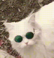 五条悟头像高清帅气，五条悟头像微信（那就找只猫扮成他）