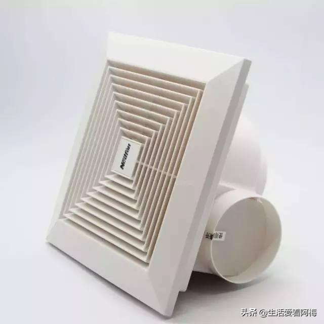 霸王芋，卫生间潮湿、发霉、不通风（霸王芋的养殖方法和注意事项）