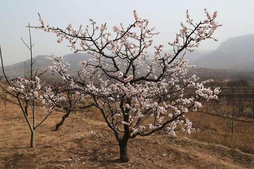 荀果(杏树修剪关键技术) - 火句子