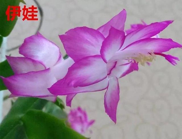 蟹爪兰图片，蟹爪兰你不知道的品种（蟹爪兰支架图片大全）