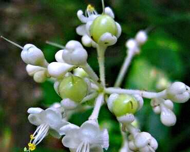 杜若花的花语，古诗杜若是什么花（杜若～花开如蝶）