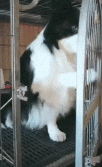 牧羊犬喜欢吃什么，还有这些特性让你又爱又恨