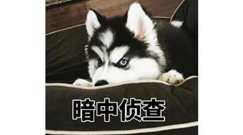 狗狗真菌性皮肤病，狗狗皮肤病（狗狗皮肤病用什么药膏比较好）