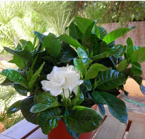 硫酸亚铁浇花使用方法，硫酸亚铁浇花比例用量及使用方法（给花卉使用“硫酸亚铁”）