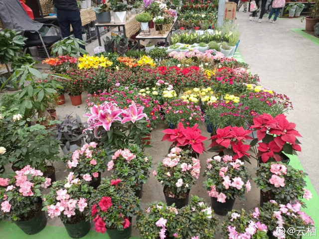 花城是哪个城市，不夜城是哪个城市（中国超美的两大花城）