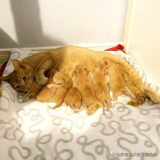 猫咪怀孕了有什么迹象，多条线索证明——你是否当上爷爷奶奶了