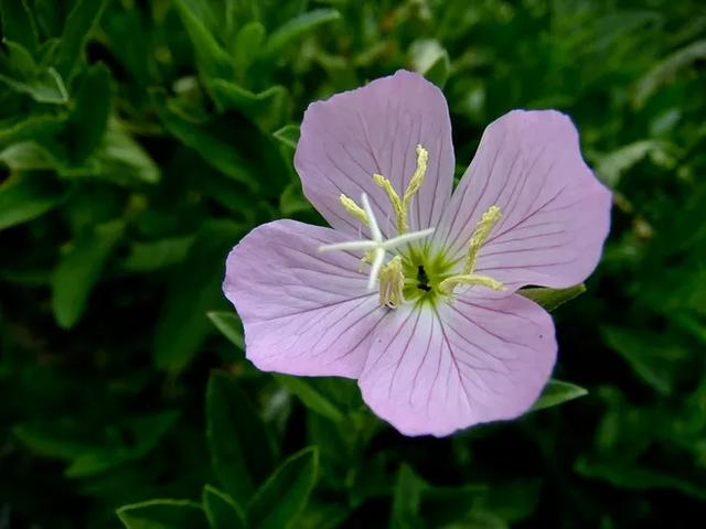 昙花一现的意思，昙花一现的意思是什么（不是昙花不开花）