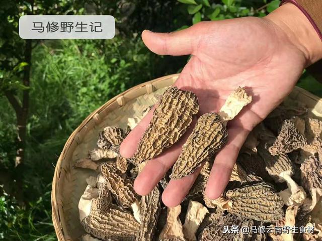 羊肚菌哪些人不宜吃，羊肚菌的营养价值、功效及作用