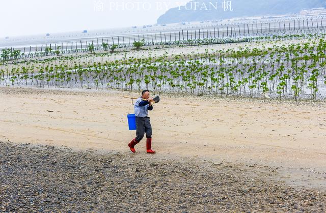 海陵岛红树林赶海攻略，海陵岛不只有碧海银沙